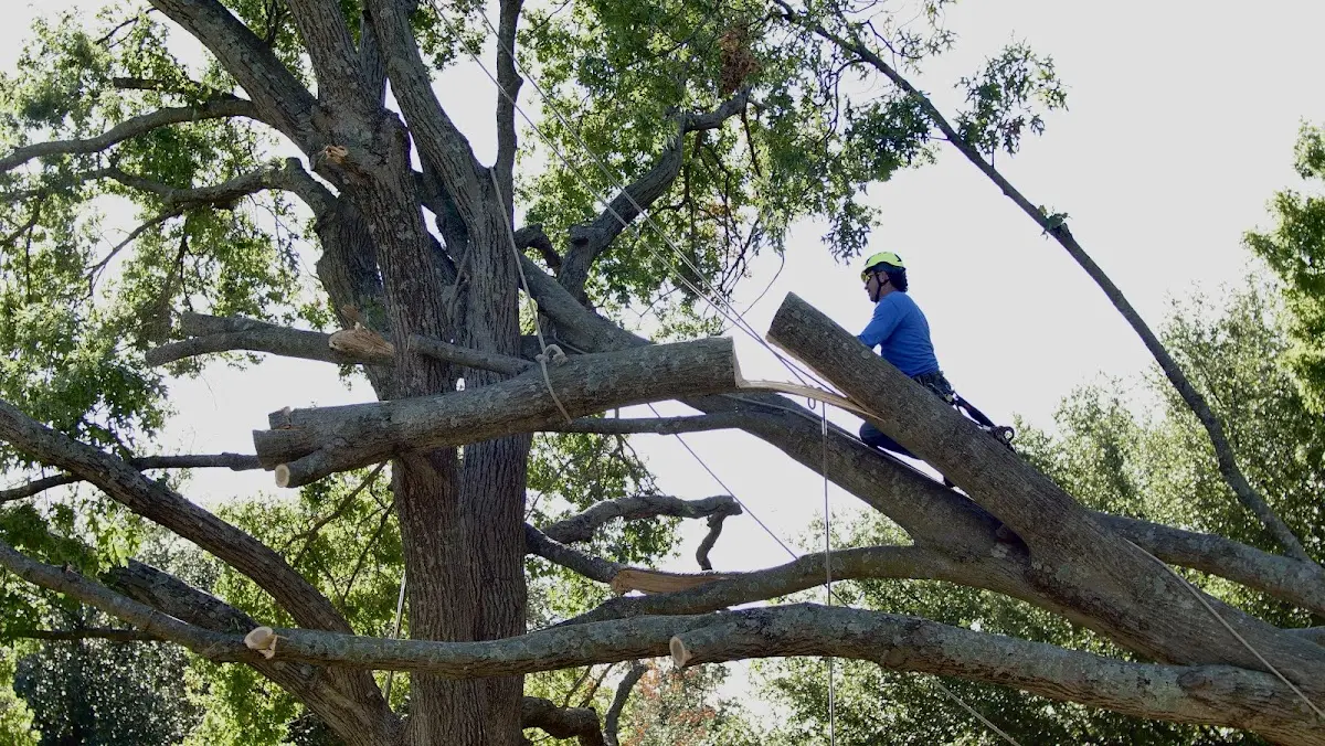 Professional Crown Thinning performed by certified arborists in Amboy